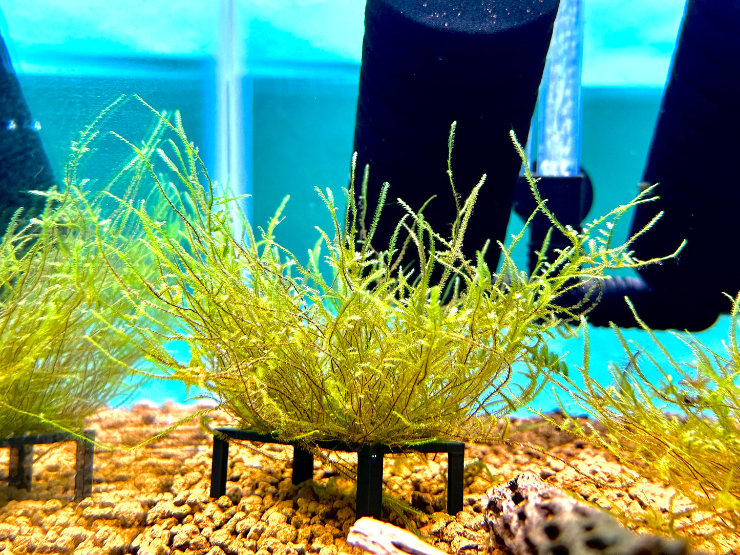 Java Moss
