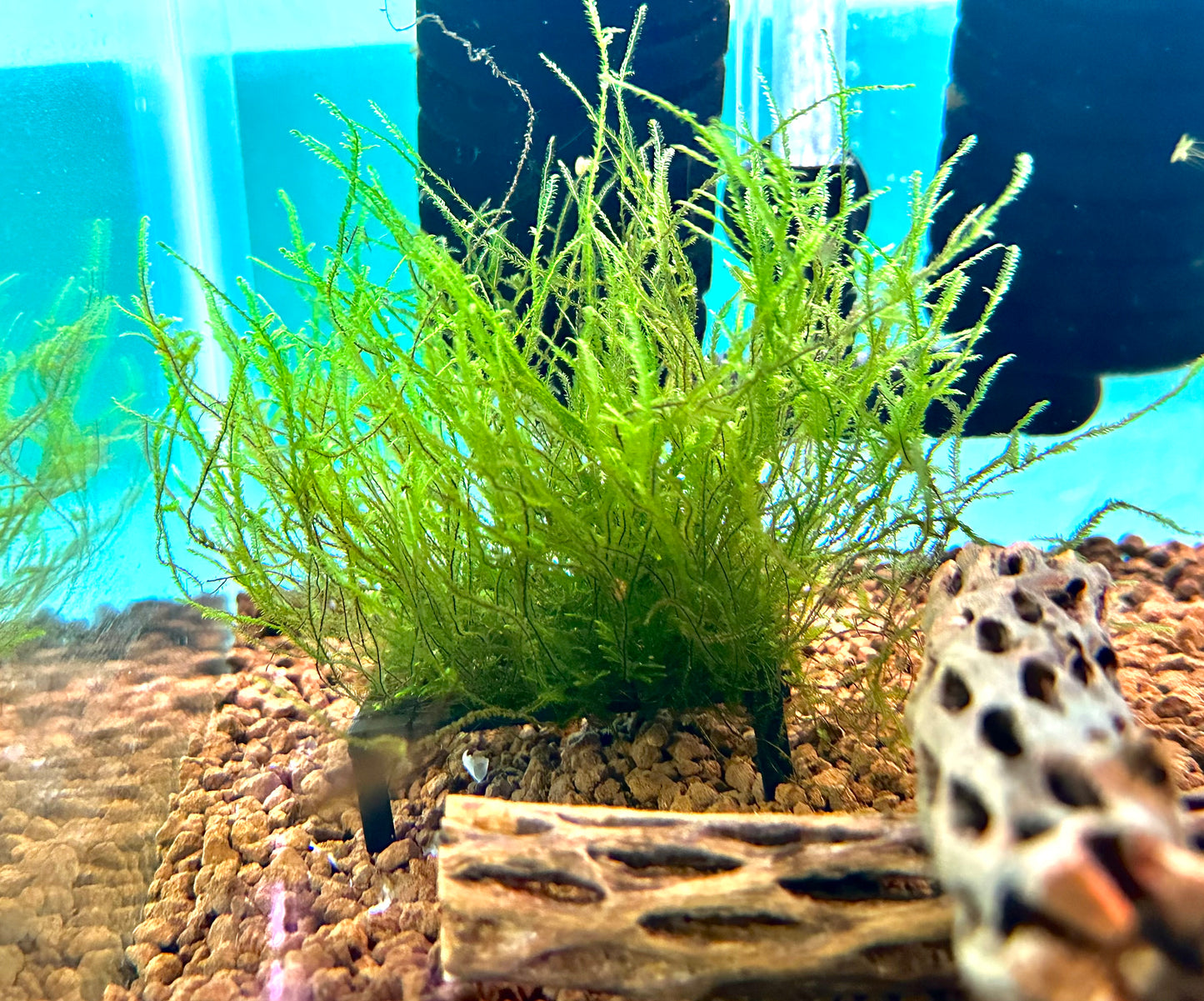 Java Moss