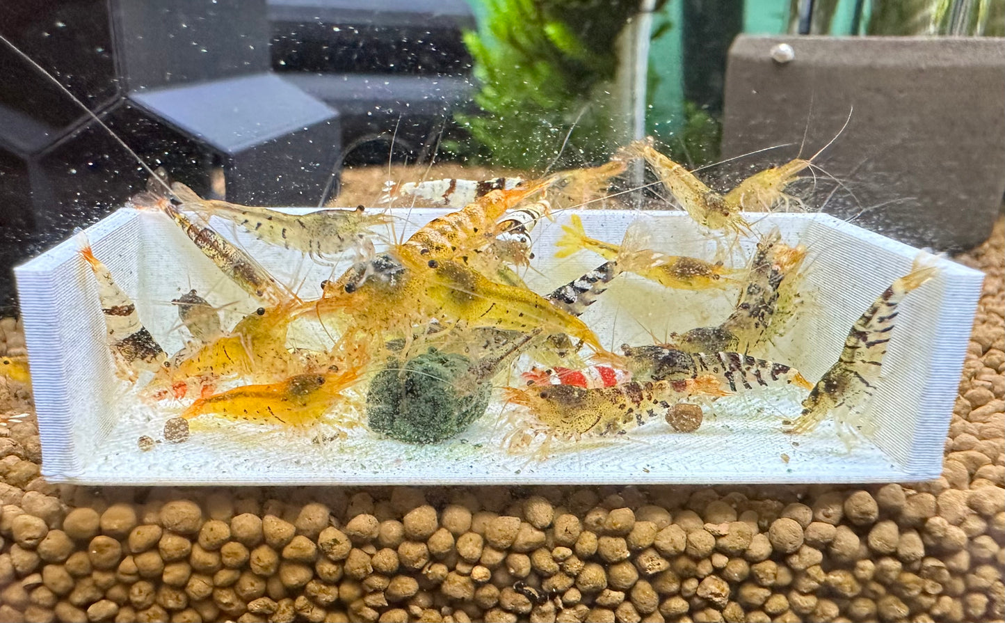 Mixed Caridina Shrimp