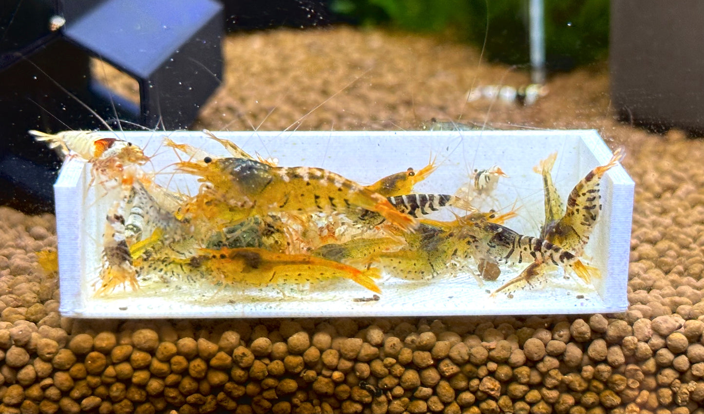 Mixed Caridina Shrimp