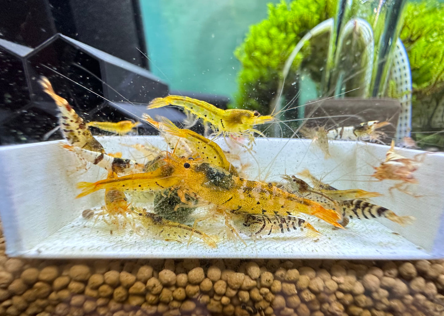 Mixed Caridina Shrimp