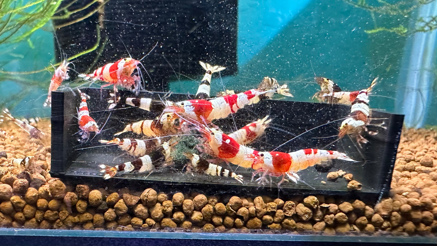 Crystal Shrimp