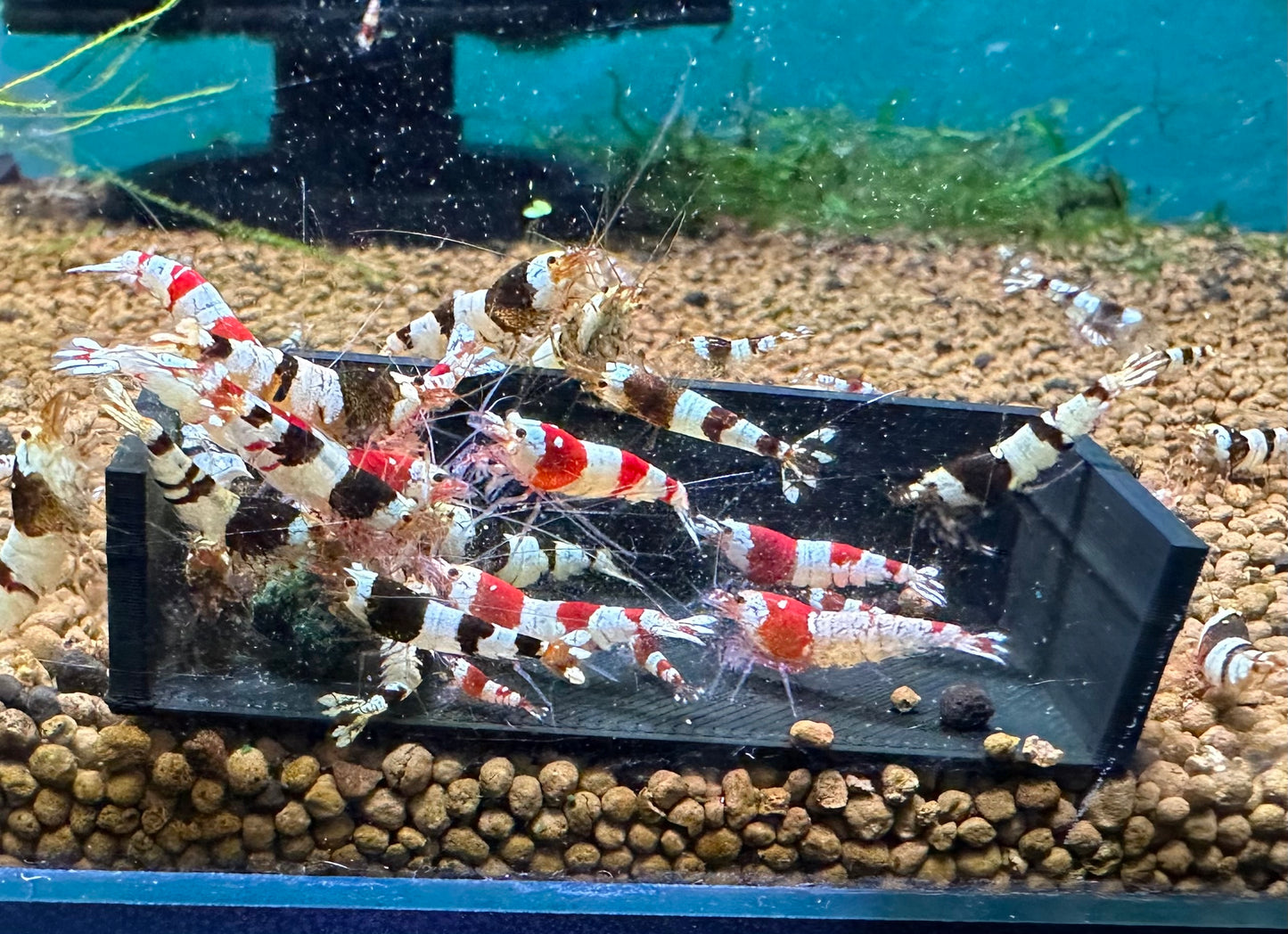 Crystal Shrimp