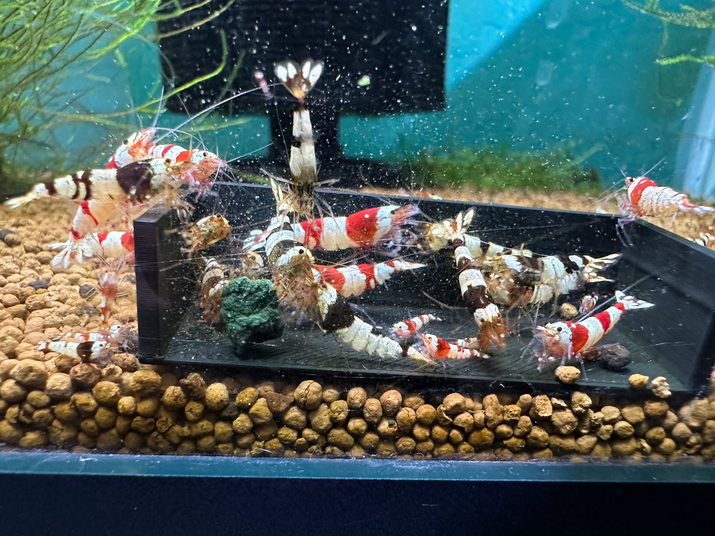 Crystal Shrimp