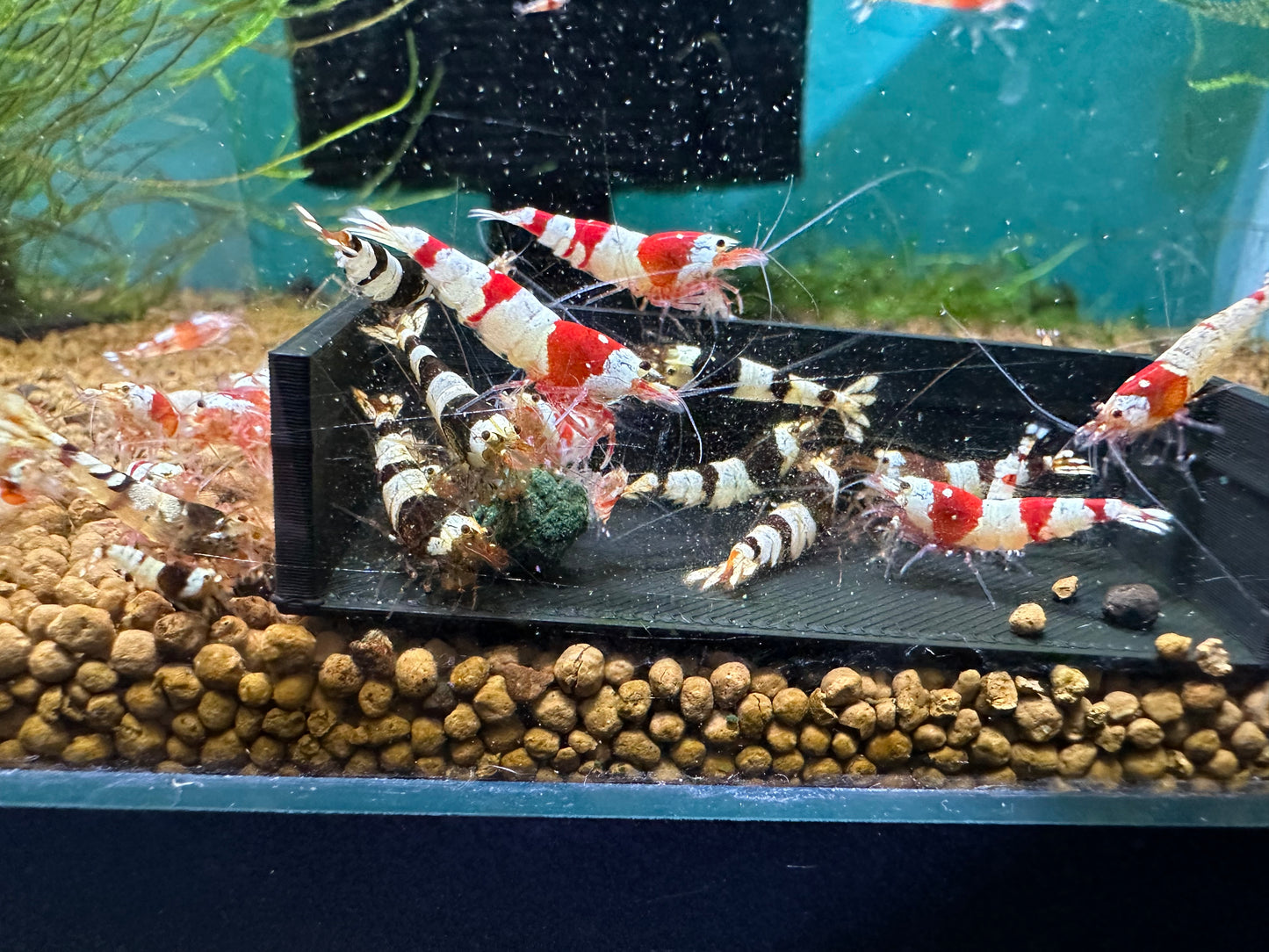 Crystal Shrimp