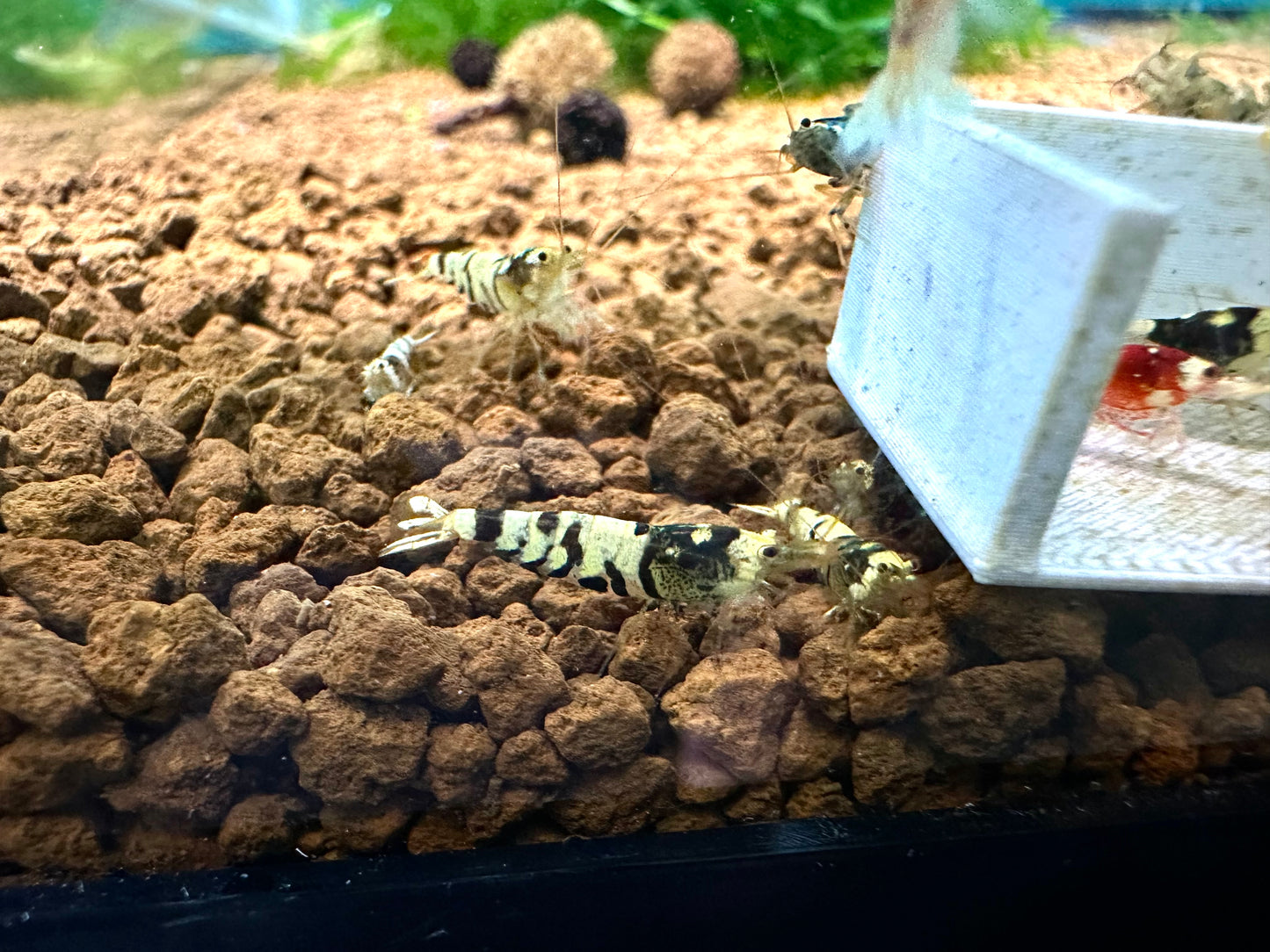 Mixed Fancy Tiger Shrimp
