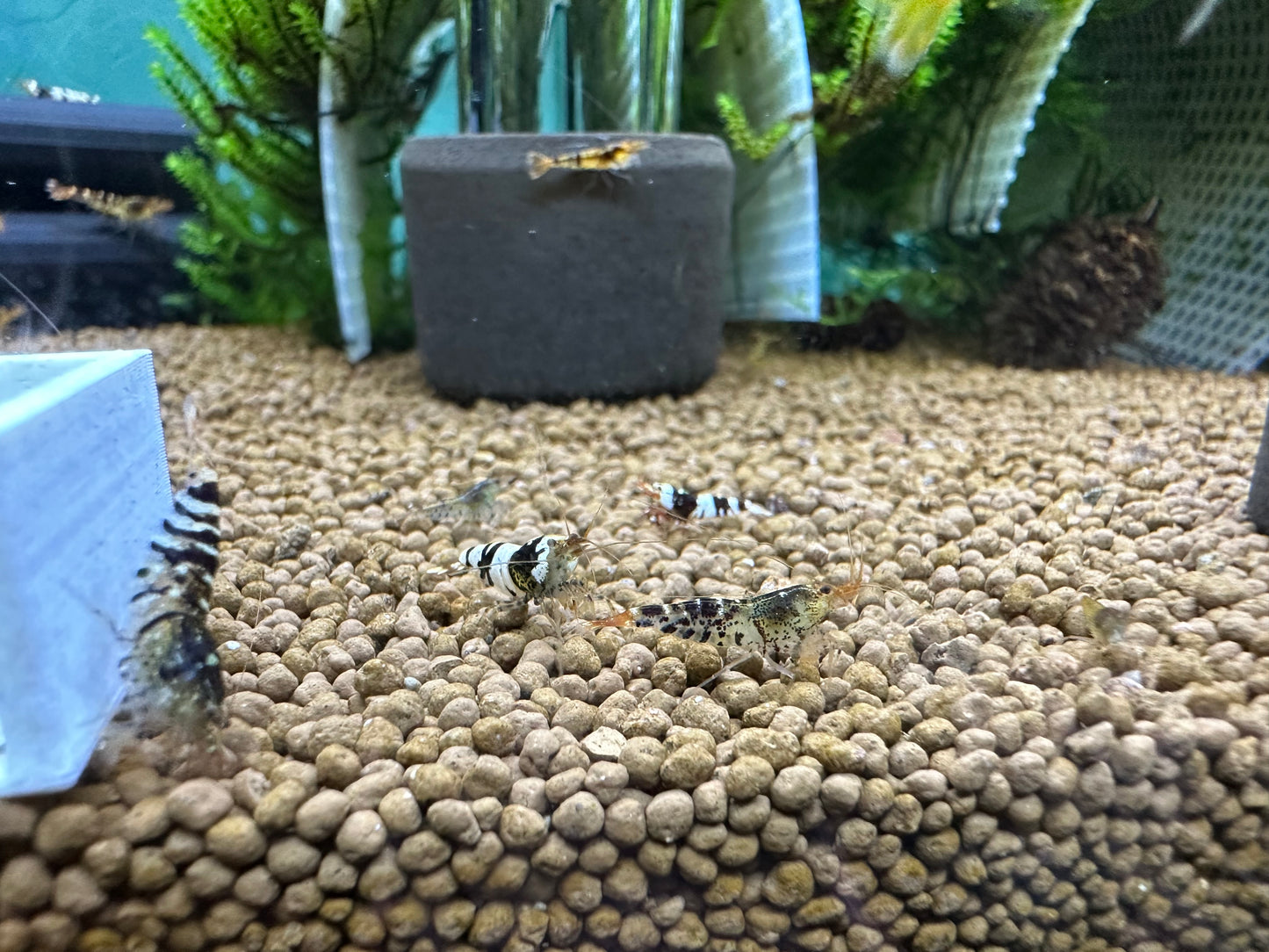 Mixed Caridina Shrimp
