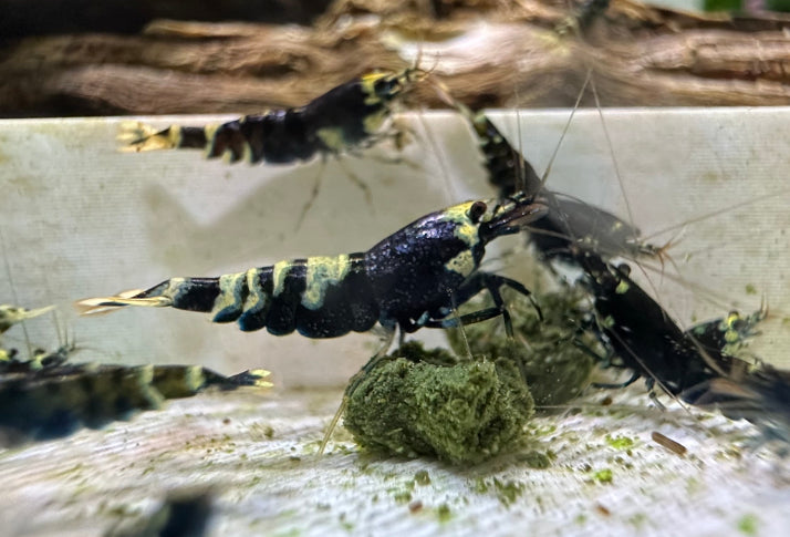 Black Nanacy Shrimp