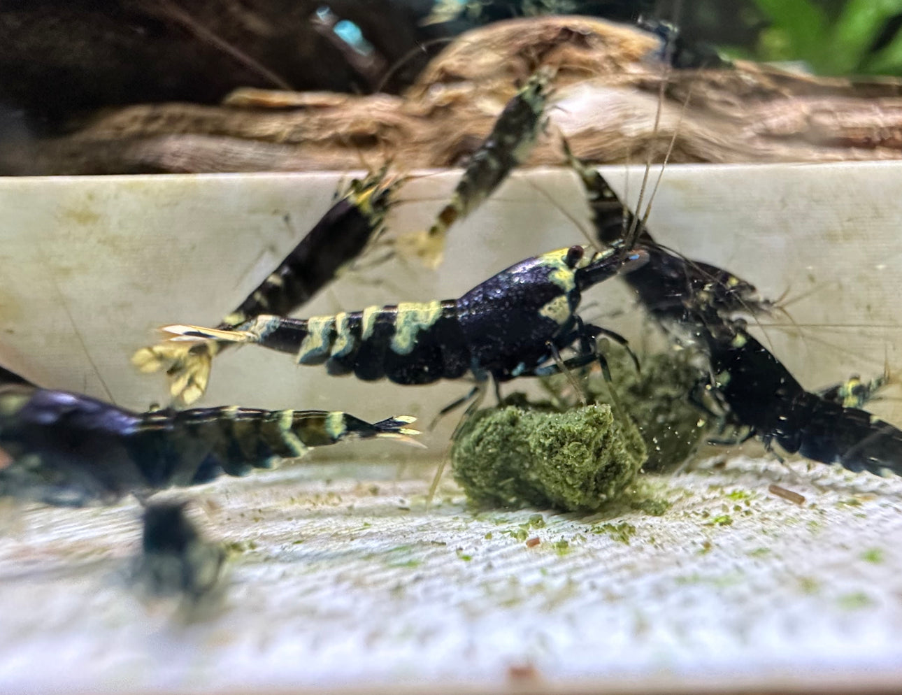 Black Nanacy Shrimp