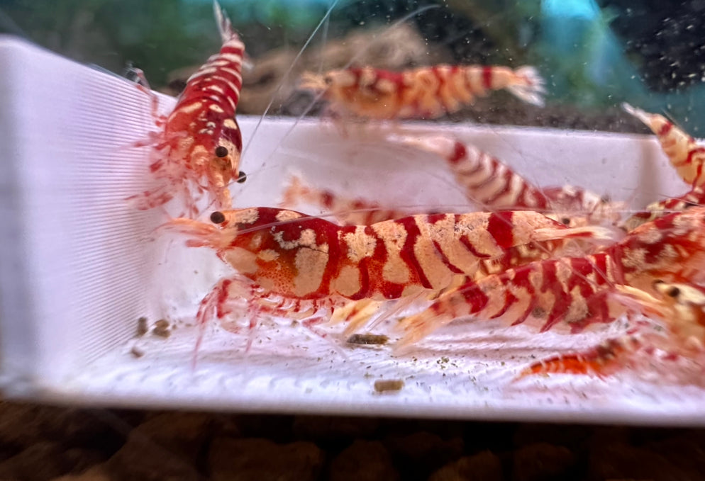 Red Fancy Tiger Shrimp