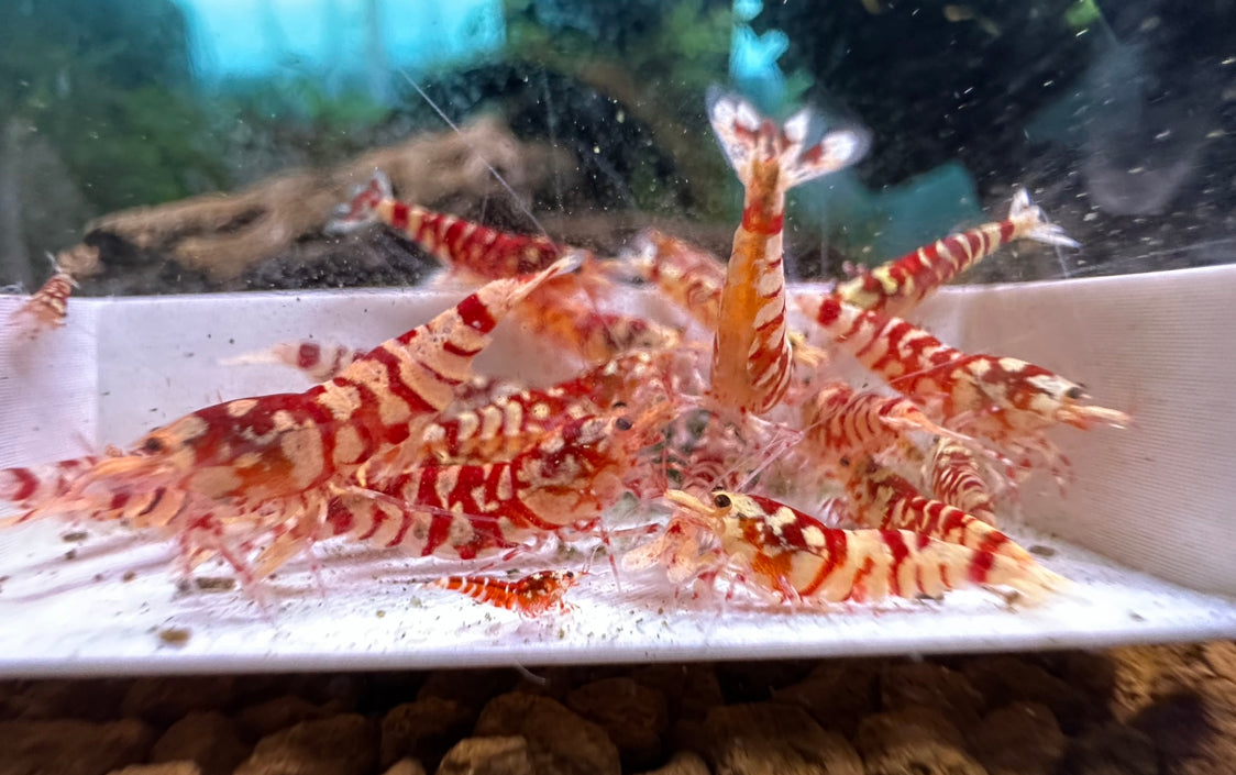 Red Fancy Tiger Shrimp