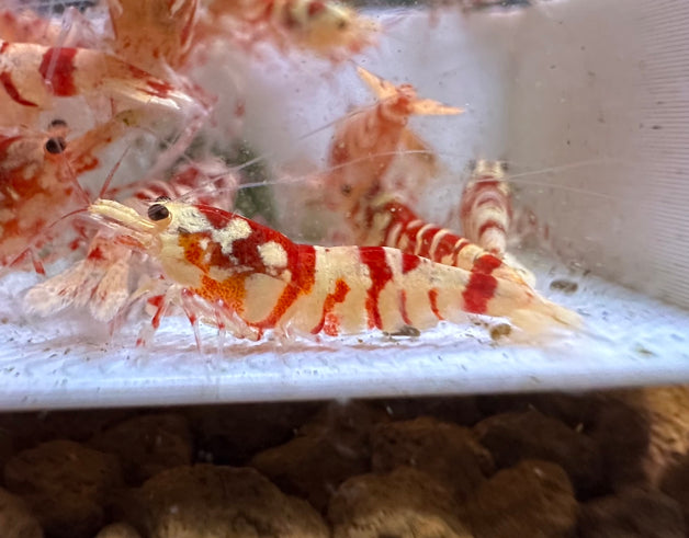 Red Fancy Tiger Shrimp