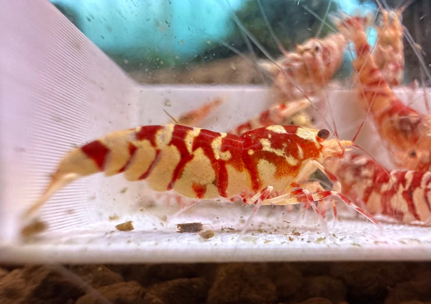 Red Fancy Tiger Shrimp