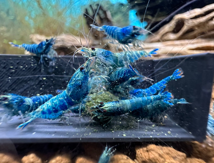 Blue Bolt Extreme