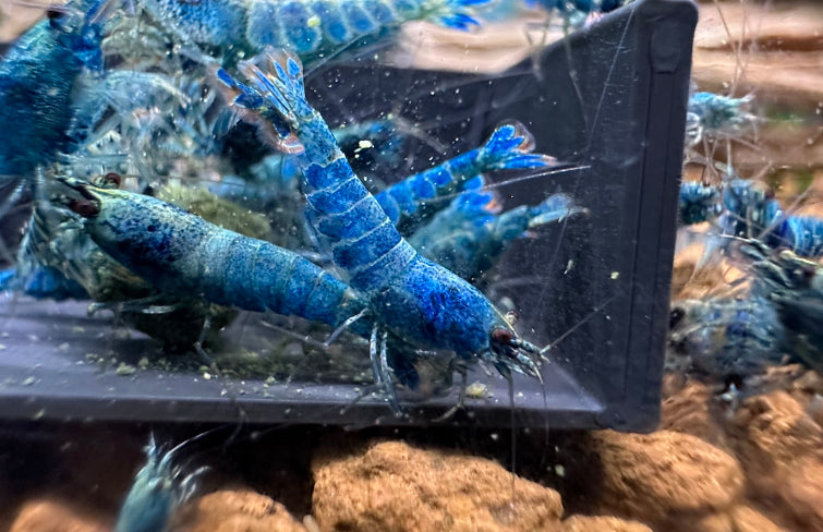 Blue Bolt Extreme