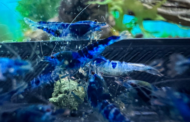 Blue Dragonblood Shrimp