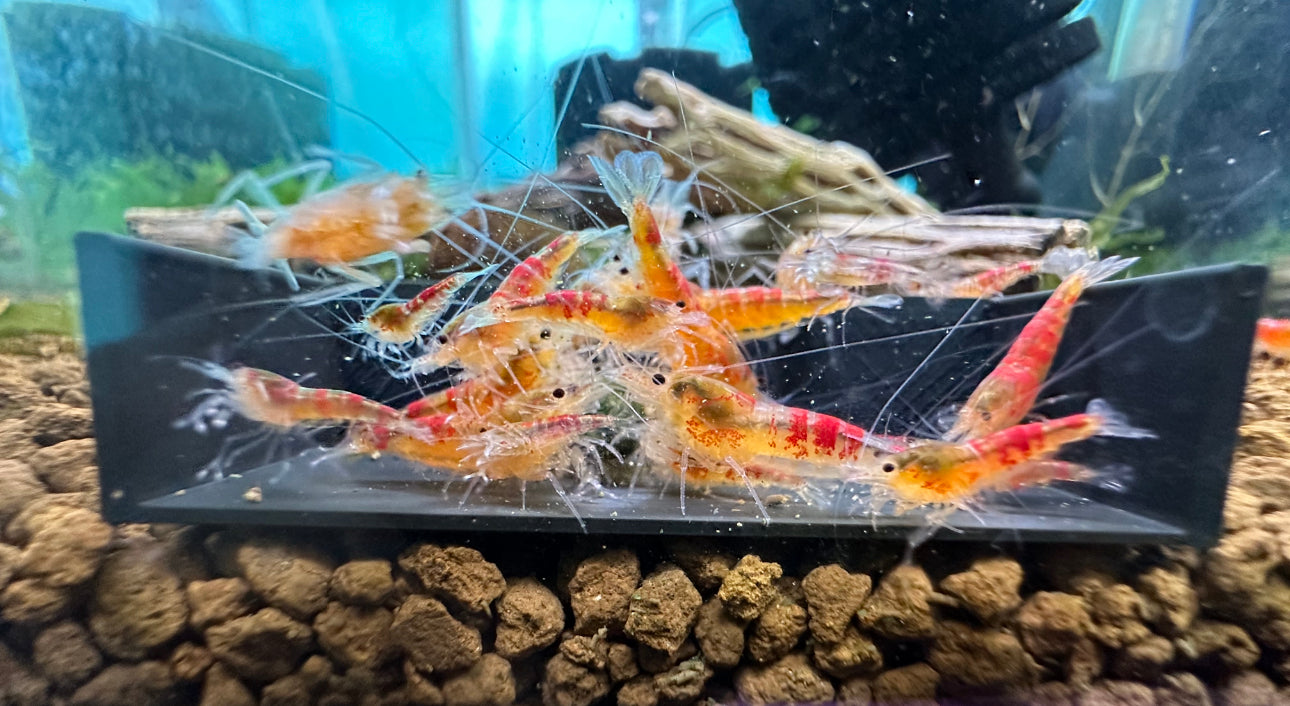 Red Calceo Shrimp
