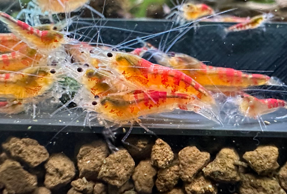 Red Calceo Shrimp