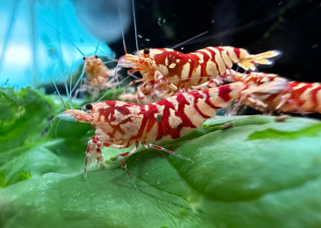 Red Fancy Tiger Shrimp