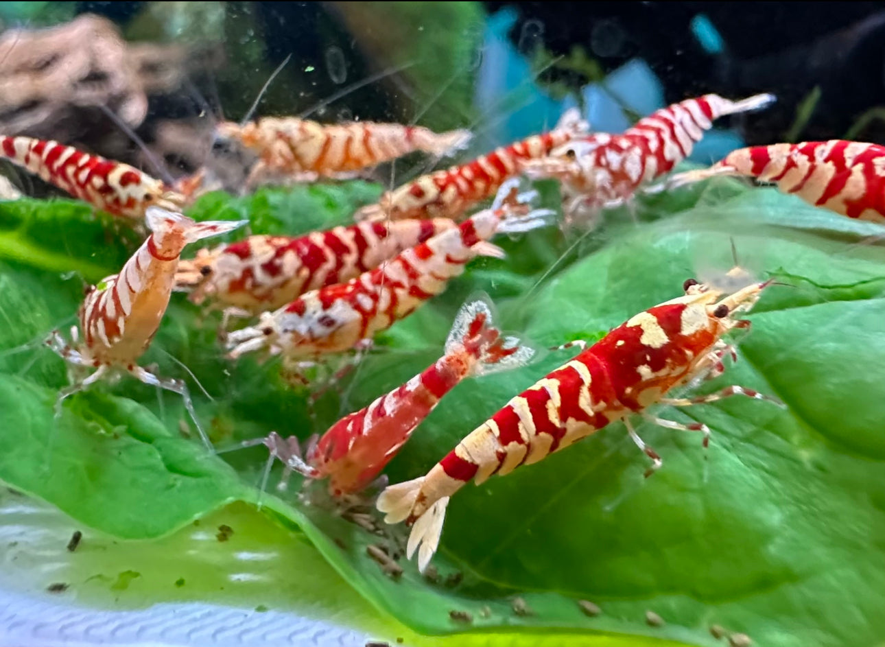 Red Fancy Tiger Shrimp