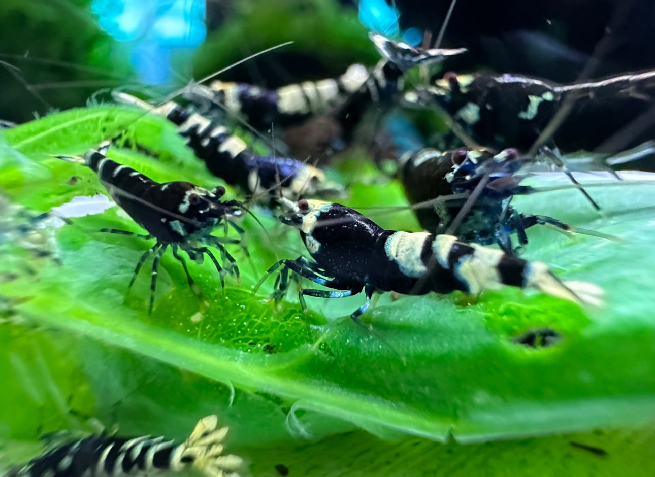 Black Nanacy Shrimp