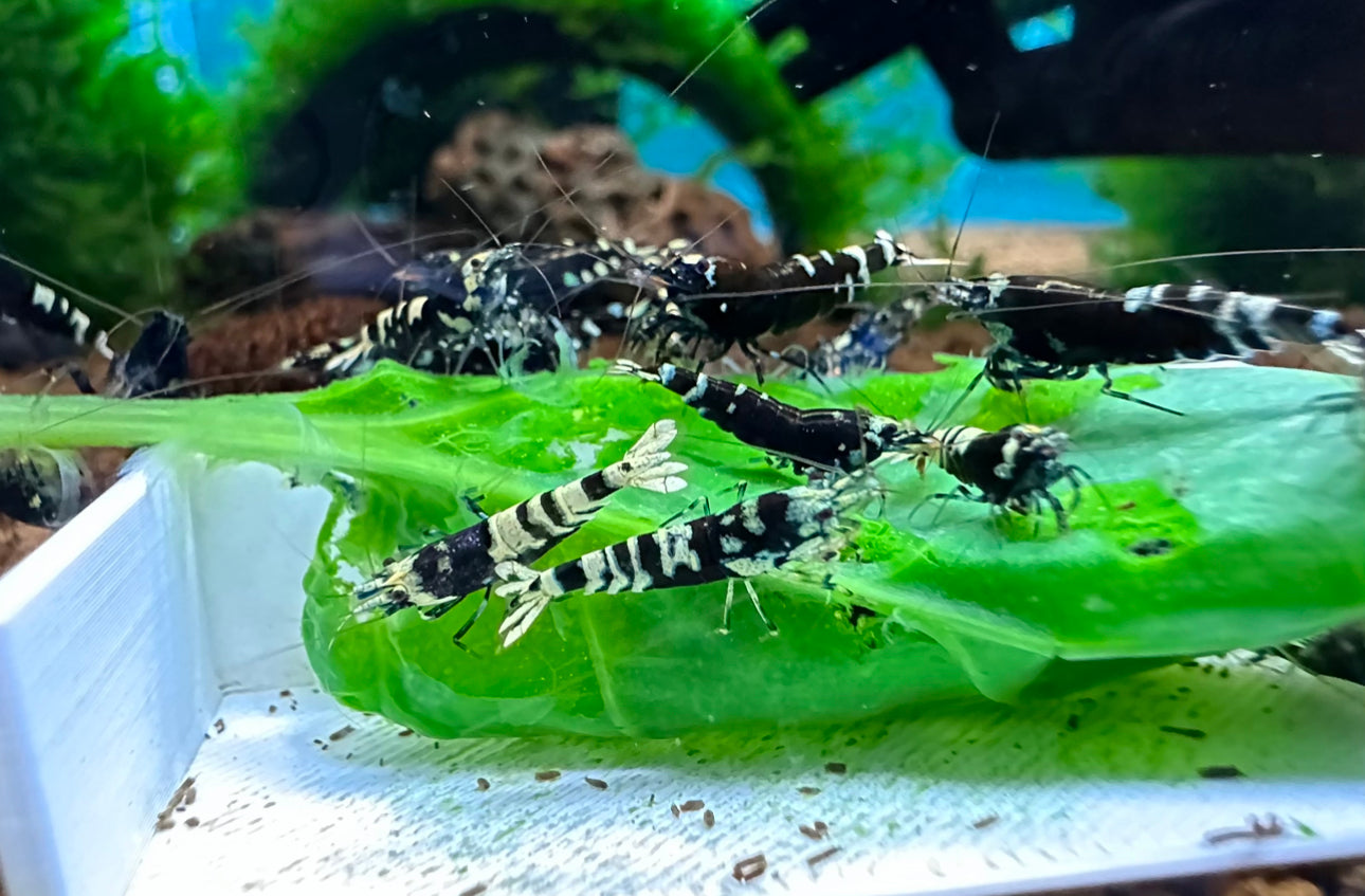 Black Nanacy Shrimp
