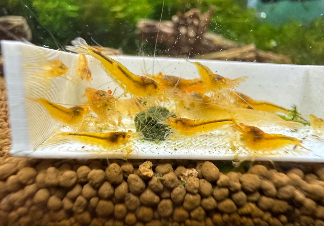 Orange Eye Yellow King Kong