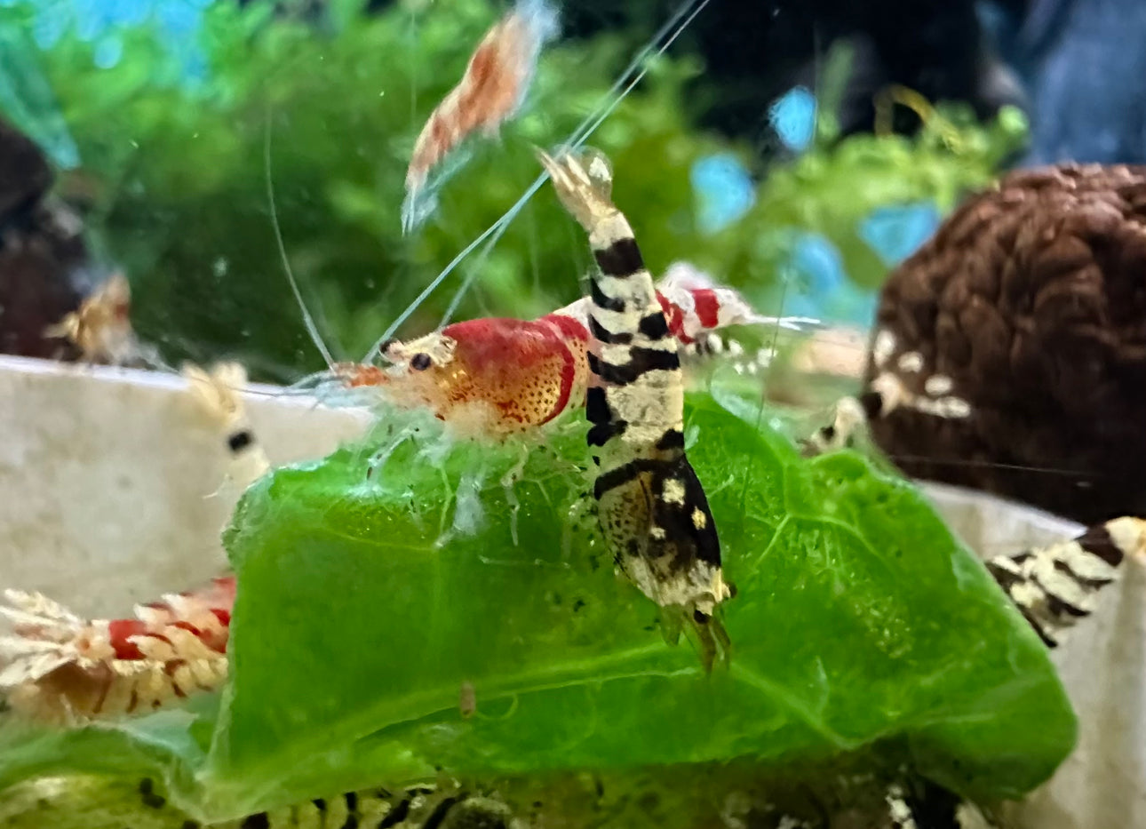 Mixed Fancy Tiger Shrimp