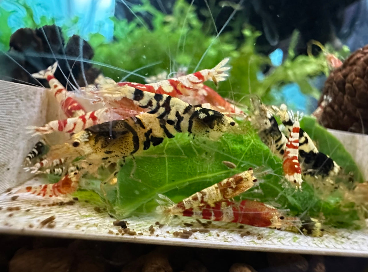 Mixed Fancy Tiger Shrimp