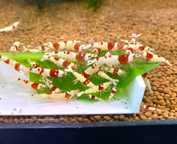 PRL Crystal Shrimp