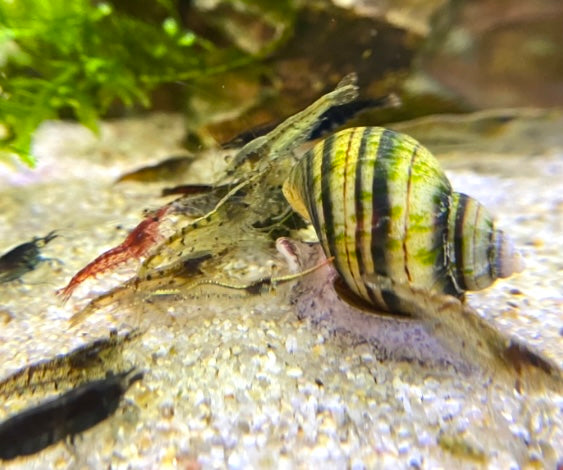 Mixed Neocaridina Shrimp: Wild Types