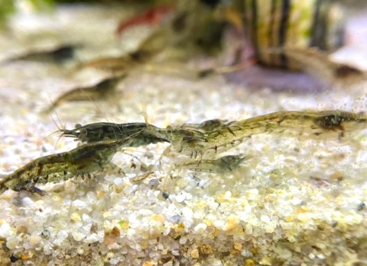 Mixed Neocaridina Shrimp: Wild Types