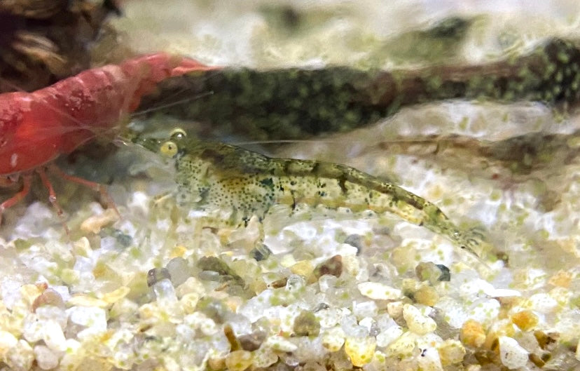 Mixed Neocaridina Shrimp: Wild Types