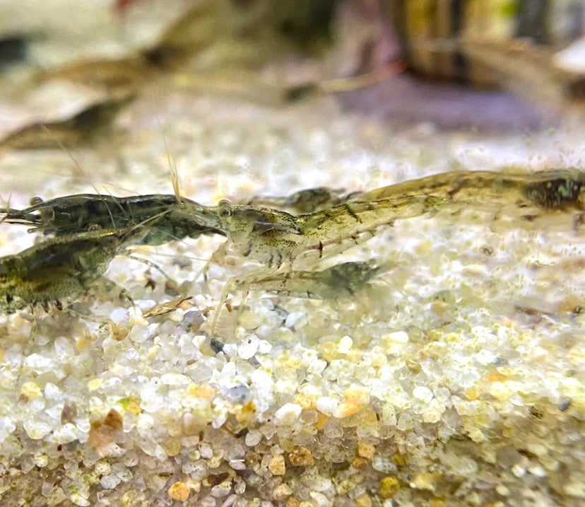 Mixed Neocaridina Shrimp: Wild Types