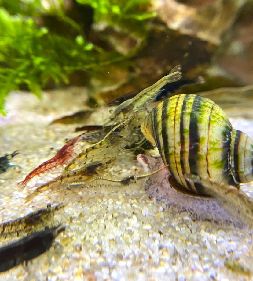 Mixed Neocaridina Shrimp: Wild Types