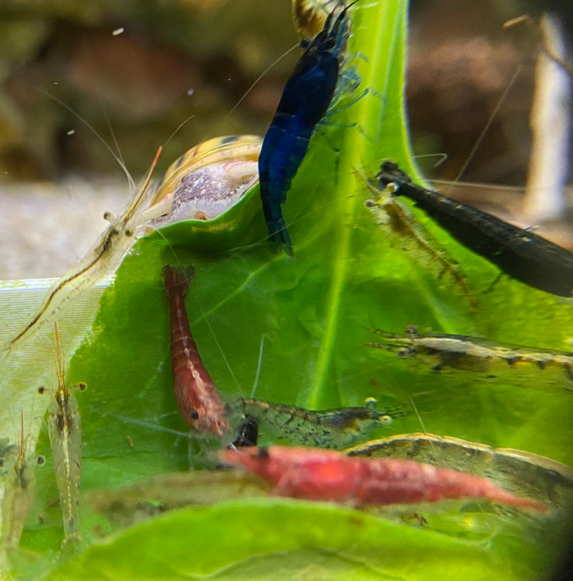 Mixed Neocaridina Shrimp: Wild Types