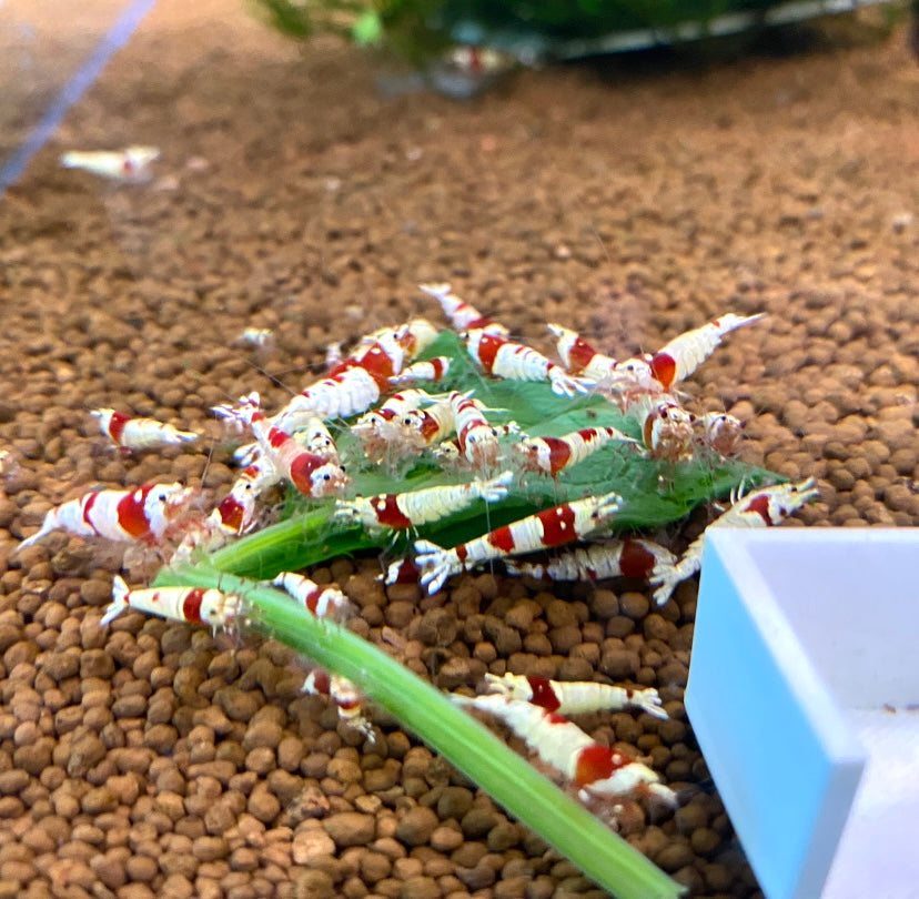 PRL Crystal Shrimp