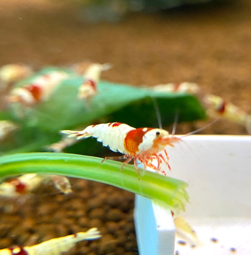PRL Crystal Shrimp
