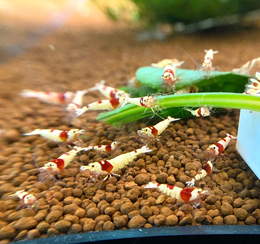 PRL Crystal Shrimp