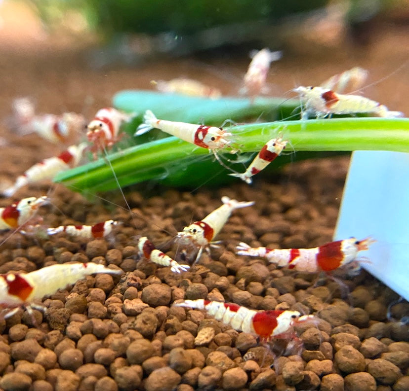 PRL Crystal Shrimp