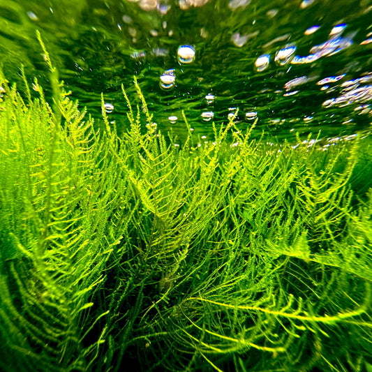 Java Moss