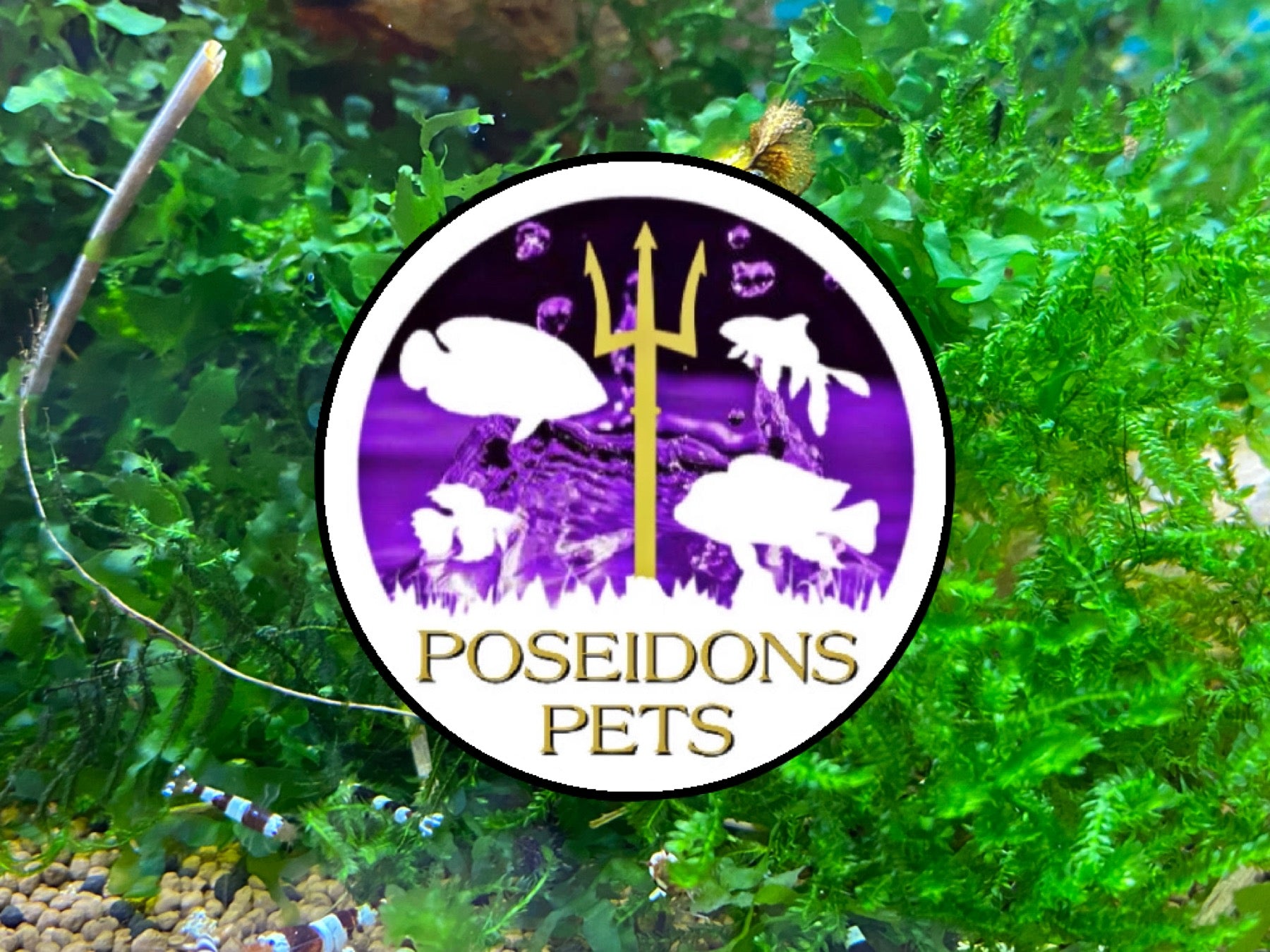 Poseidon's Pets | Freshwater Shrimp | Moss and Shrimp Tank Accessories