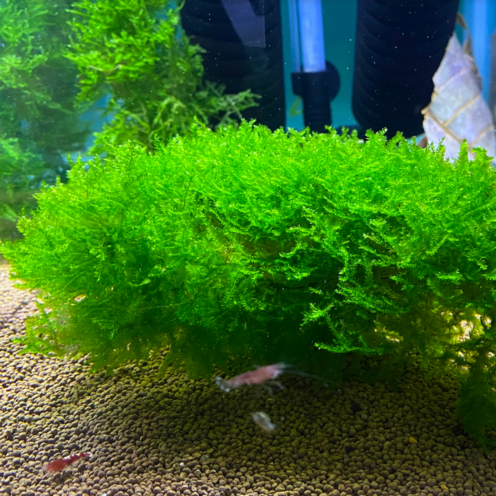 Moss – Poseidon's Pets | Freshwater Shrimp | Moss and Shrimp Tank ...